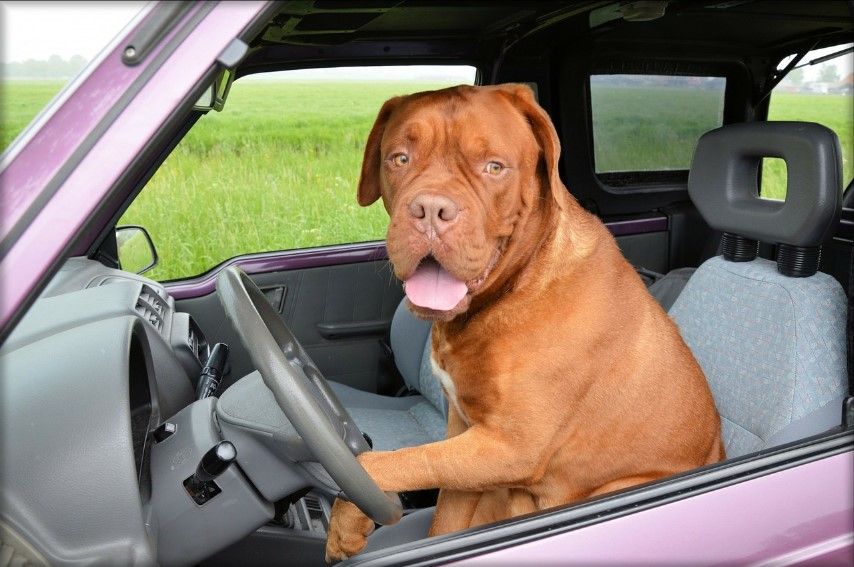 Cómo llevar a las mascotas en el coche 